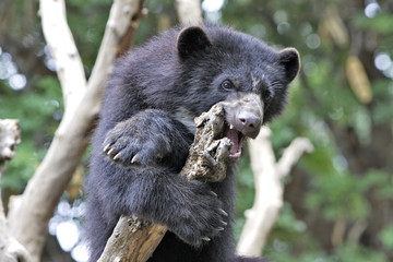 Tremarctos ornatus / Ours à lunettes