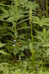 Leucorchis albida / Orchis blanchâtre