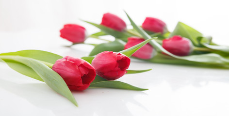 Red tulips on white background