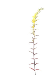 Odontites luteus subsp. provincialis / Odontite