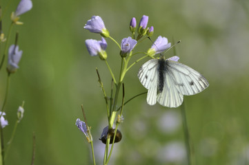 Pieris napi / Piéride du navet