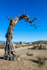 Arbre mort, Désert de Tabernas, Almeria, Andalousie, Espagne
