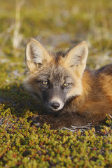Vulpes vulpes / Renard roux