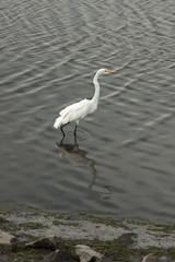 Egret at Dog Estuary