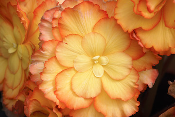 Begonia x tuberhybrida / Bégonia tubéreux