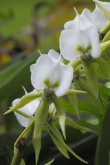 Angraecum eburneum / Petite comète