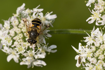 Eristalis pertinax / Eristale opiniâtre