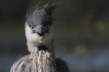 Ardea herodias / Grand héron bleu