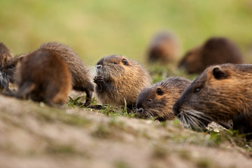 coypu, myocastor coypus, Czech republic