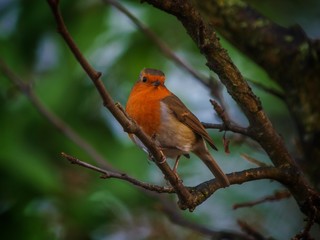 Robin 