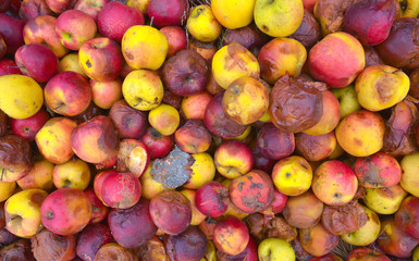 Rotten apple, many apple