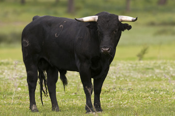 Taureau de corrida / Portugal