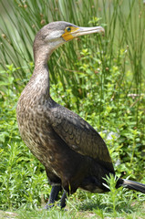 Closeup of a White-breasted Cormorant (Phalacrocorax lucidus) on grass and seen in profile
