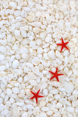 Starfish and Seashell Background