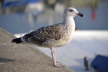Closeup profile juvenile herring gull (Larus argentatus) perched on wall, in Low Brittany in France