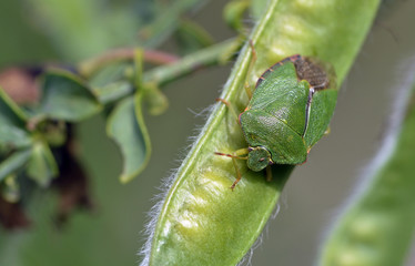 Palomena prasina / Punaise verte