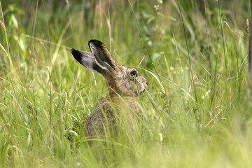 Lepus europaeus / Lièvre commun / Lièvre d'Europe