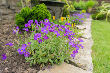 Fototapeta na wymiar Purple Flowers in the UK