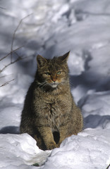 Felis silvestris / Chat sauvage