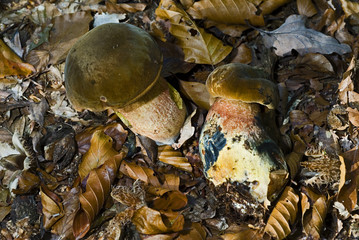 Boletus luridus / Bolet blafard