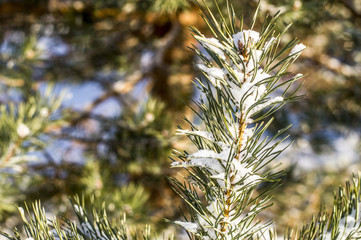 Tree on a cold winter frosty air on a Sunny day