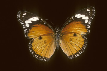 Danaus chrysippus / Petit monarque / Femelle