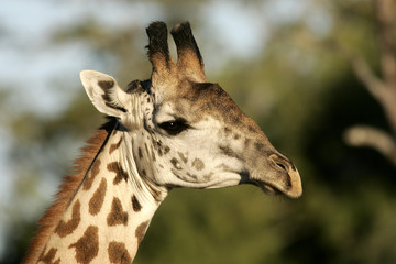 Naklejka na ściany i meble Giraffa camelopardalis / Girafe de Thornicroft