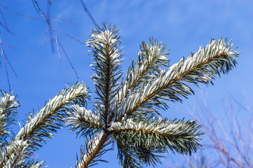snowy fir branch