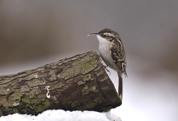 Certhia familiaris/ Grimpereau des bois