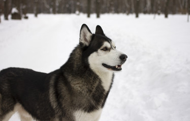 husky snow winter beautiful proud animal wild dog wolf