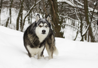 husky snow winter beautiful proud animal wild dog wolf
