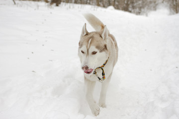 husky snow winter beautiful proud animal wild dog wolf