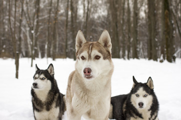 trio husky snow winter beautiful proud animal wild dog wolf