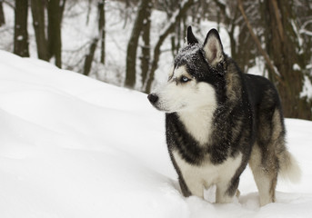 husky snow winter beautiful proud animal wild dog wolf