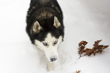husky snow winter beautiful proud animal wild dog wolf
