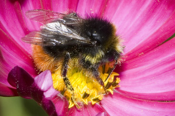 Bombus lapidarius /  Bourdon lapidaire