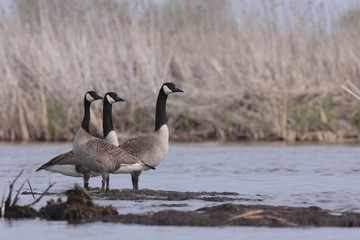 Branta canadensis / Bernache du Canada