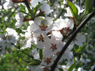 blossoming tree with beautiful flowers