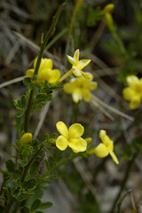 Jasminum fruticans / Jasmin d'été