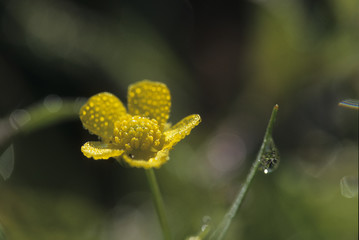 Ranunculus flammula / Renoncule flammette
