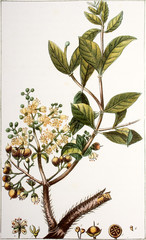 Illustration botanique / Lawsonia inermis / Henné / Henna
