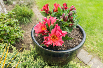 Salmon red colored flowers