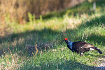 Black grouse standing in the grass