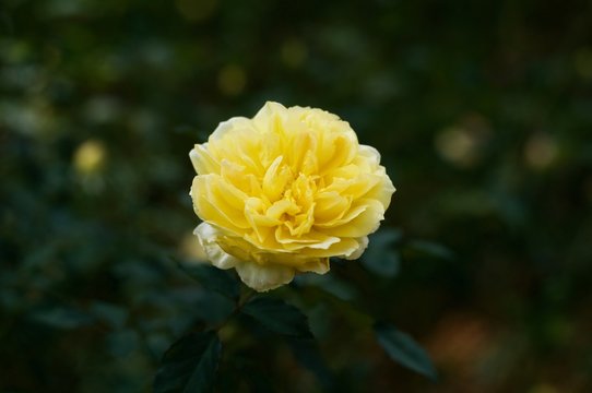 yellow flower in the green dark background