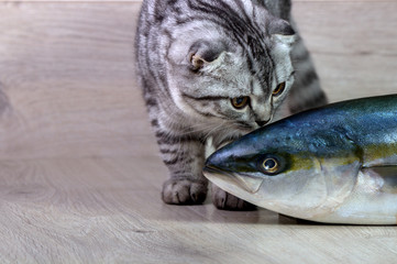 British cat sniffs tuna fish. On the background of wood