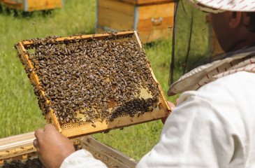Beekeeper inspects bee family. Cell bees.