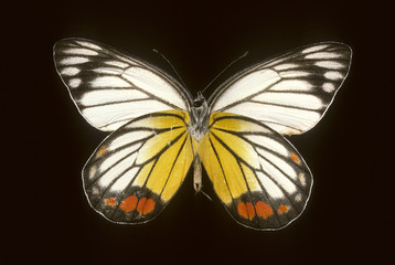 Delias verhulli / Femelle