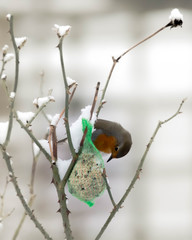 Rotkehlchen pickt Körner aus einem Futterknödel im Winter