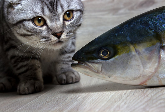 British Cat Looking At Fish Tuna. On The Background Of Wood