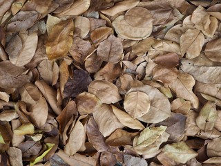 pile of leaves